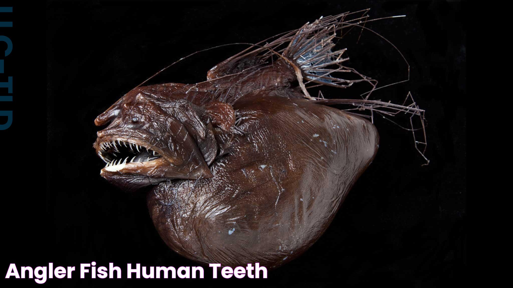 Comparing Angler Fish Size To Human: A Deep Dive Into The Deep Sea Marvels