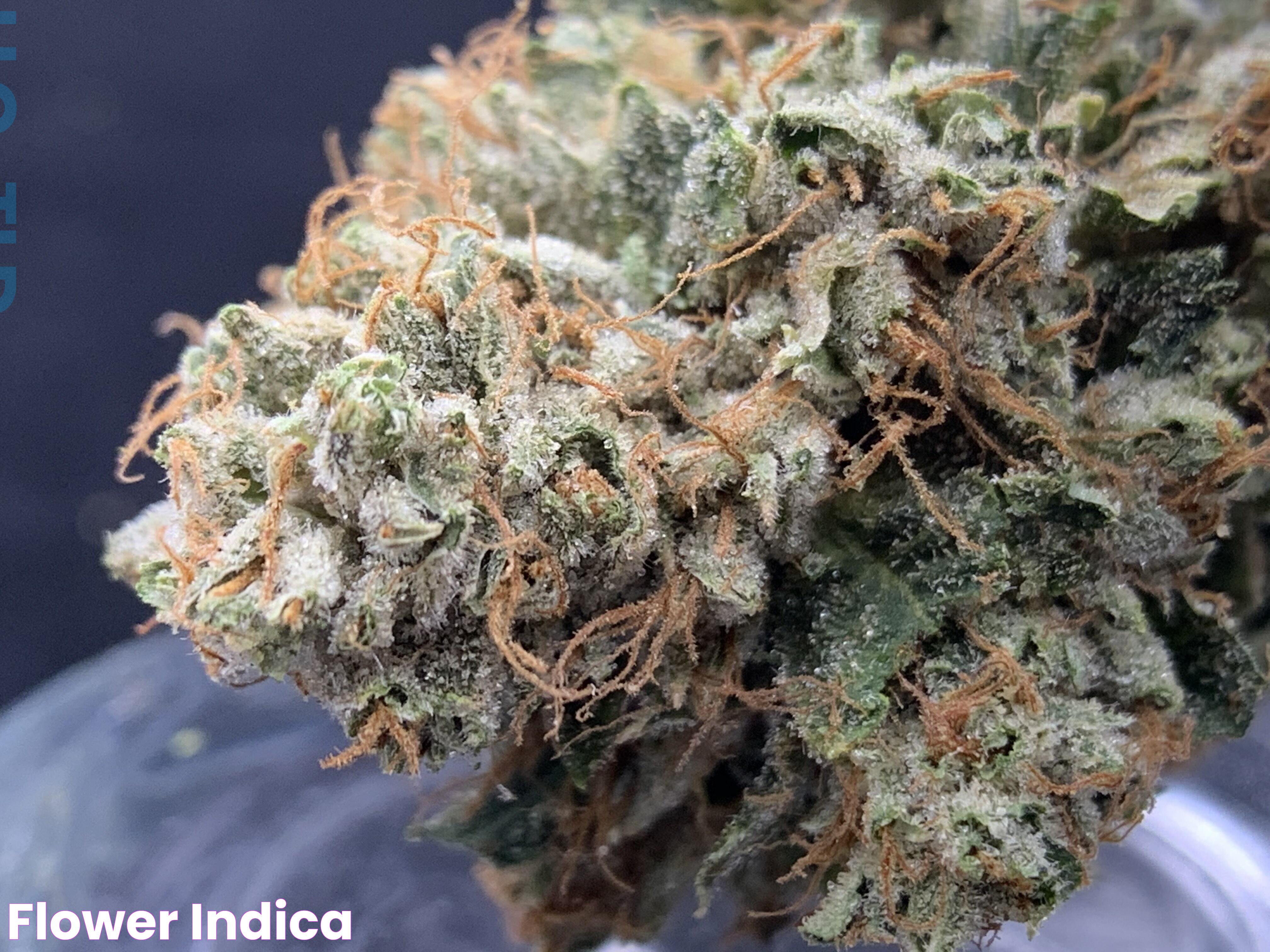 Flower Indica