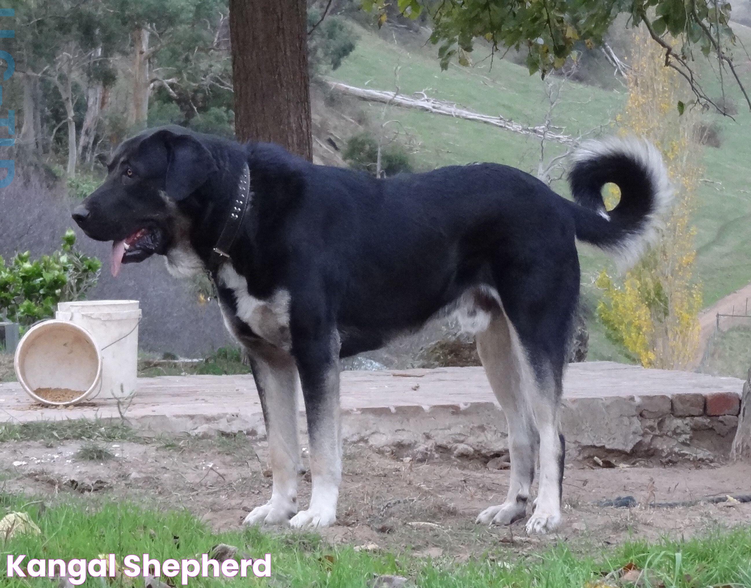 The Majestic Kangal Shepherd: Protector, Companion, And Guardian