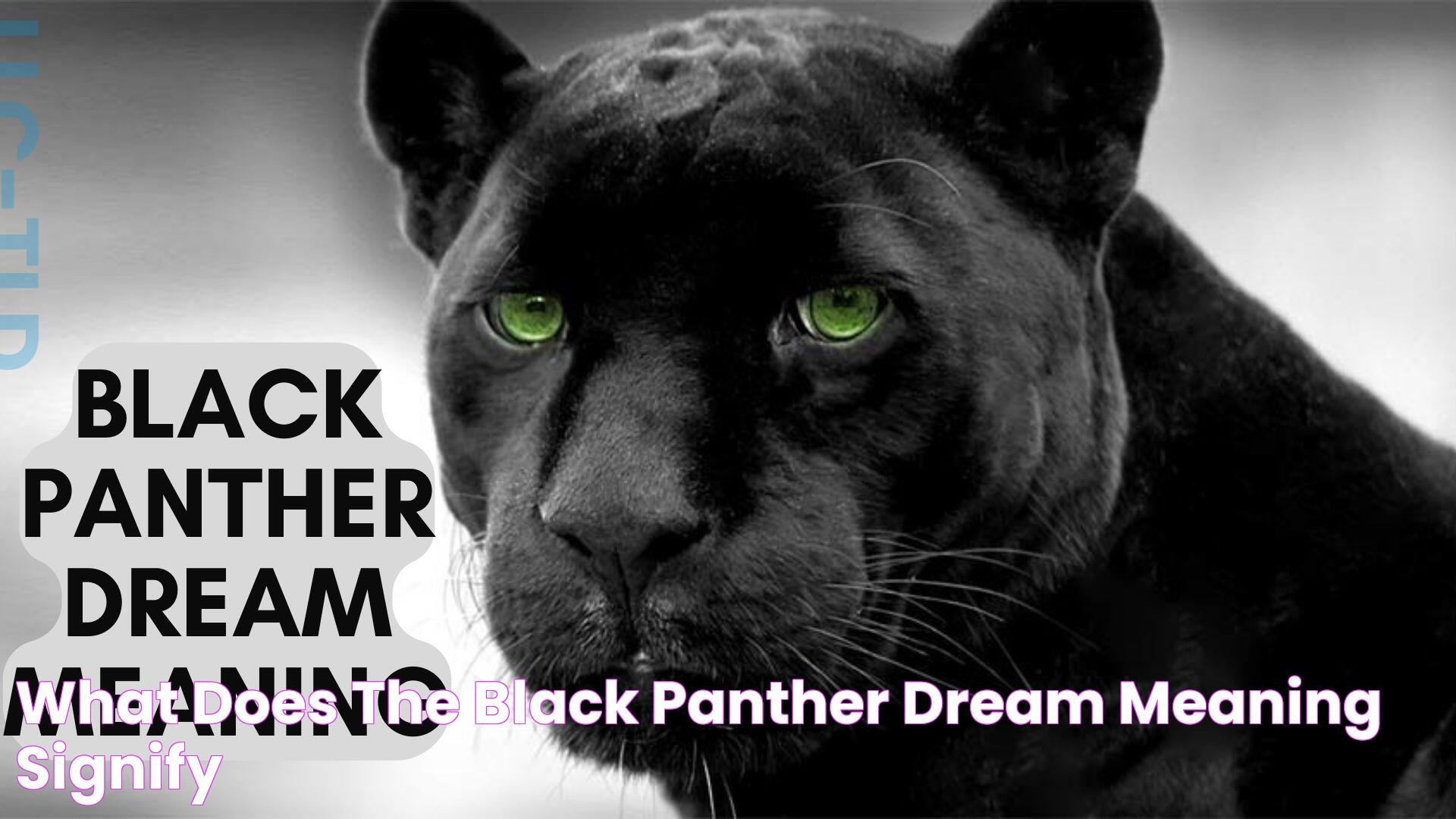 What Does The Black Panther Dream Meaning Signify?