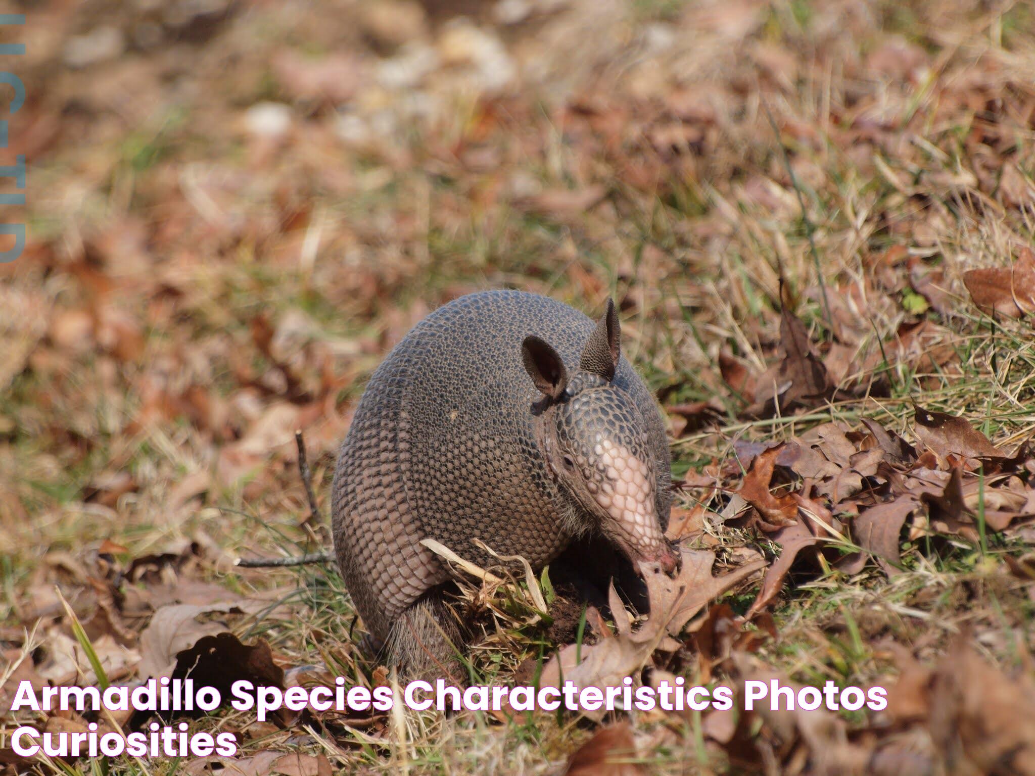 Armadillo Species, characteristics, photos, curiosities