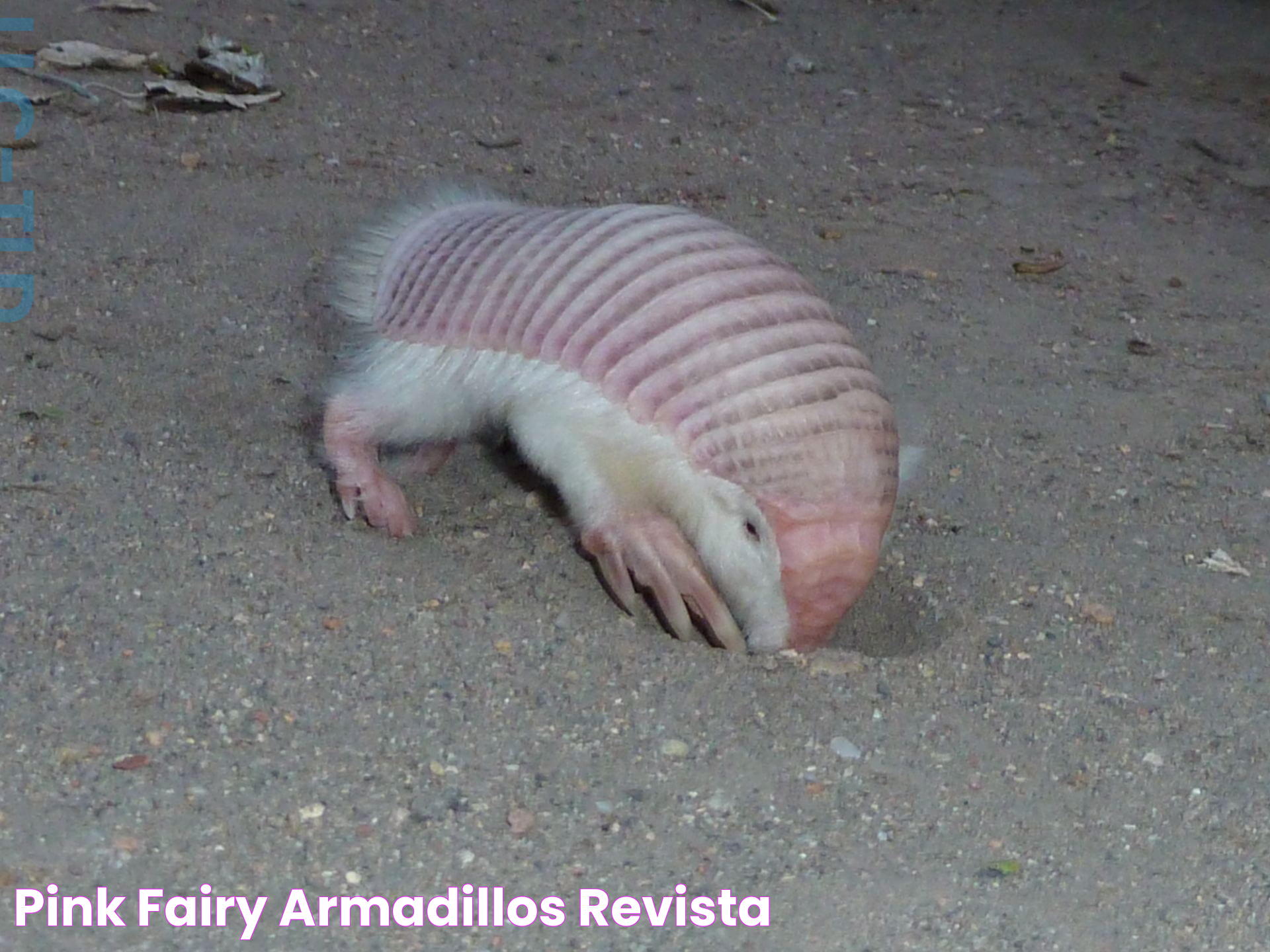 Pink Fairy Armadillos ReVista