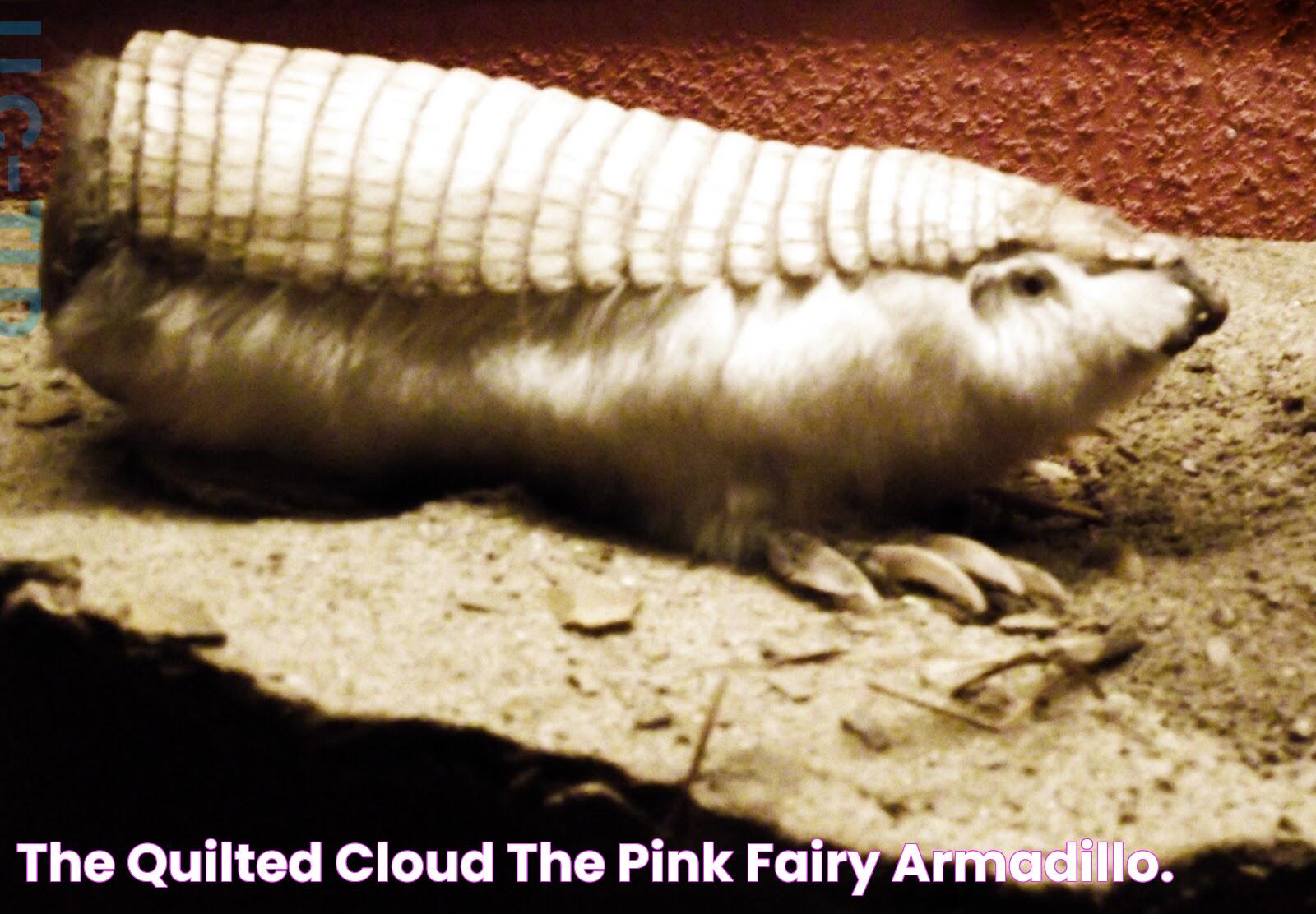 Secrets Of The Pink Fairy Armadillo Habitat: Nature's Enigmatic Marvel