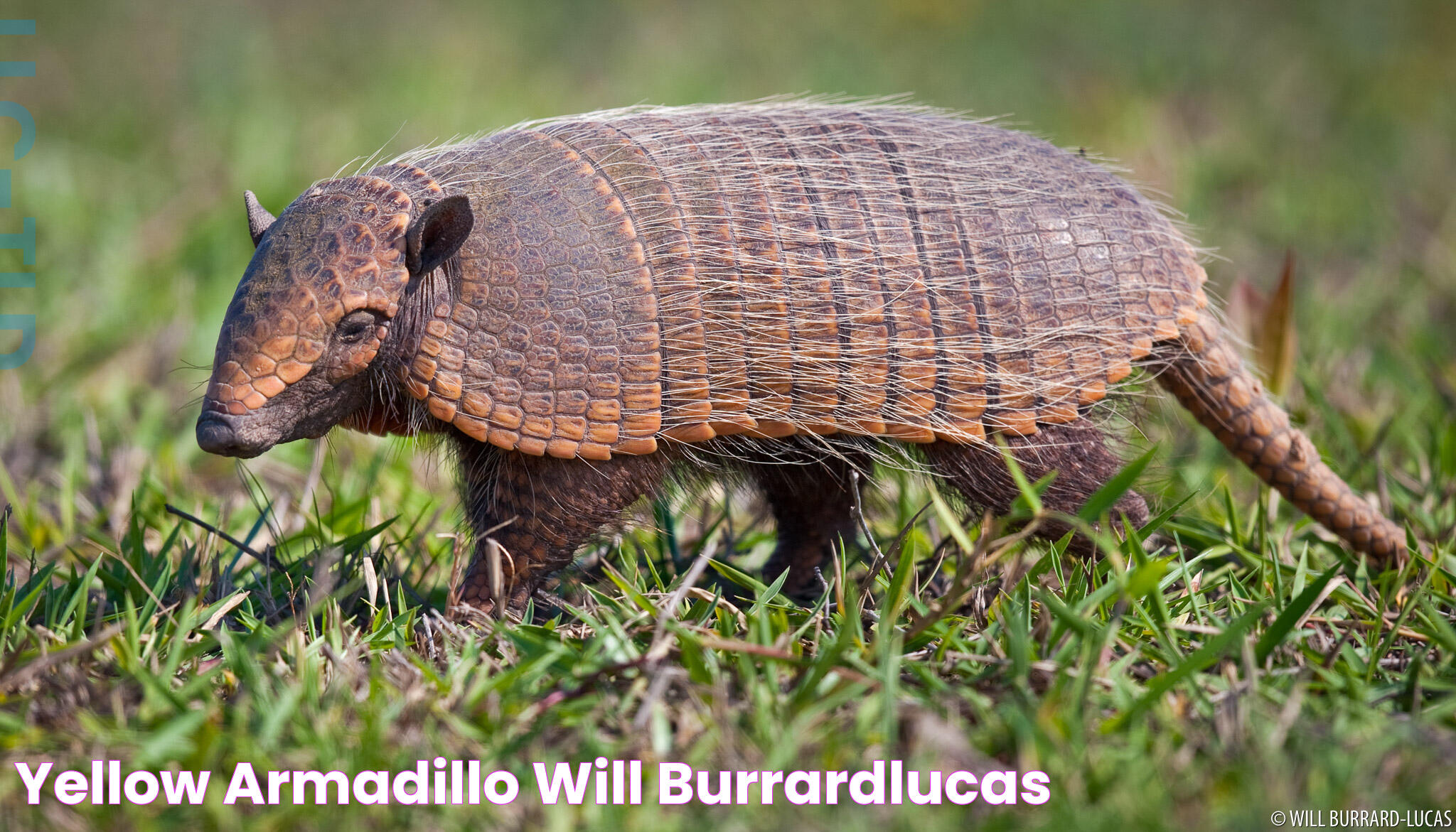 Armadillo Family: An Insightful Look Into Their World