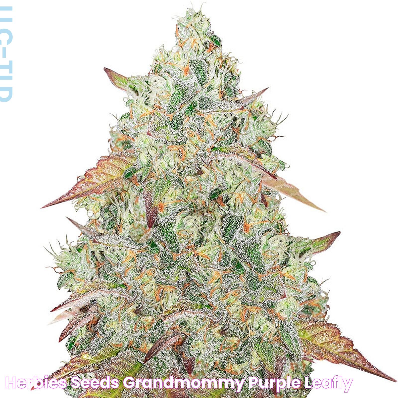 Herbies Seeds Grandmommy Purple Leafly