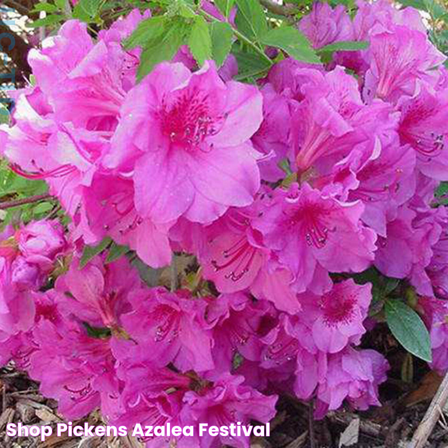 Shop Pickens Azalea Festival