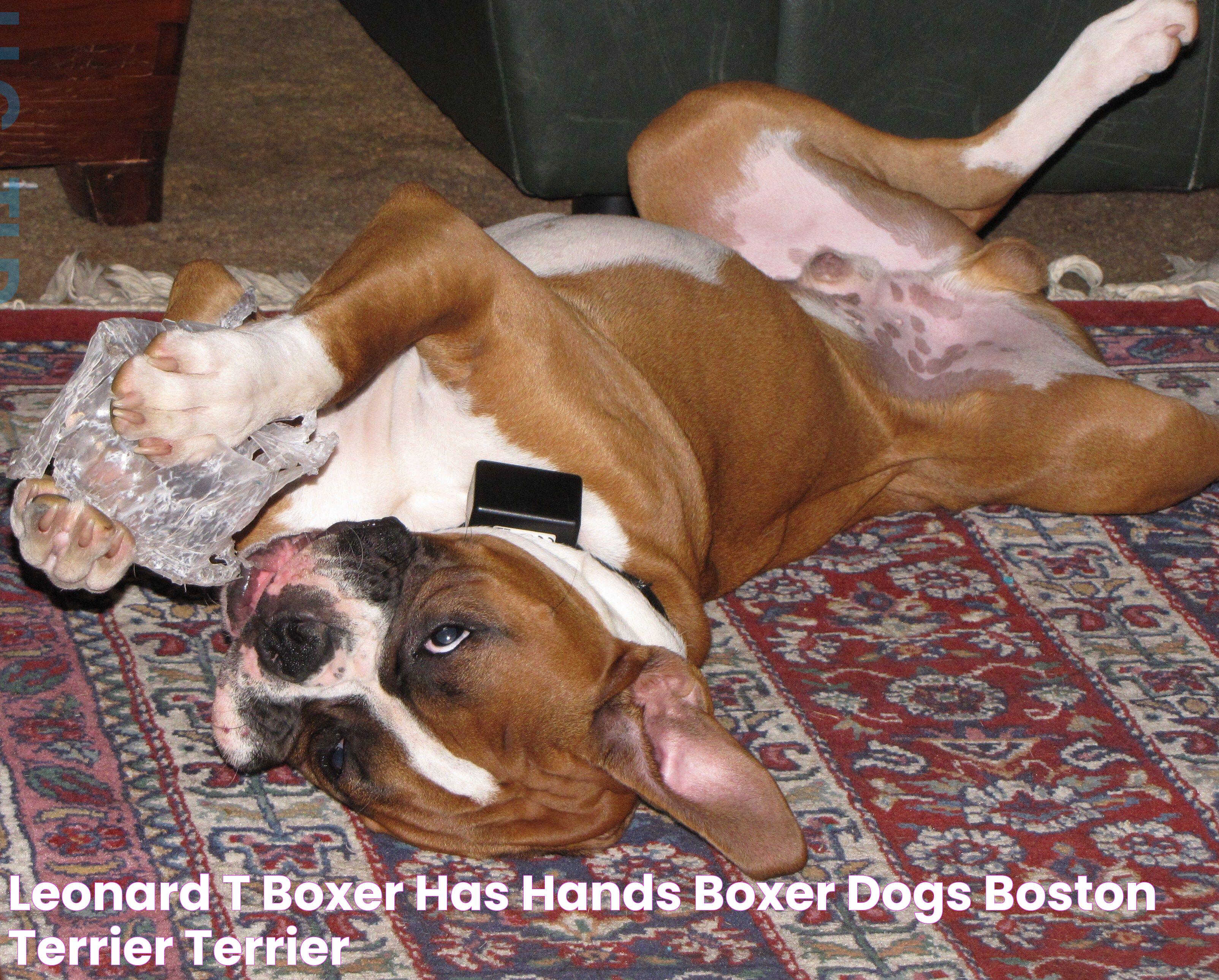 Leonard T Boxer has hands Boxer dogs, Boston terrier, Terrier