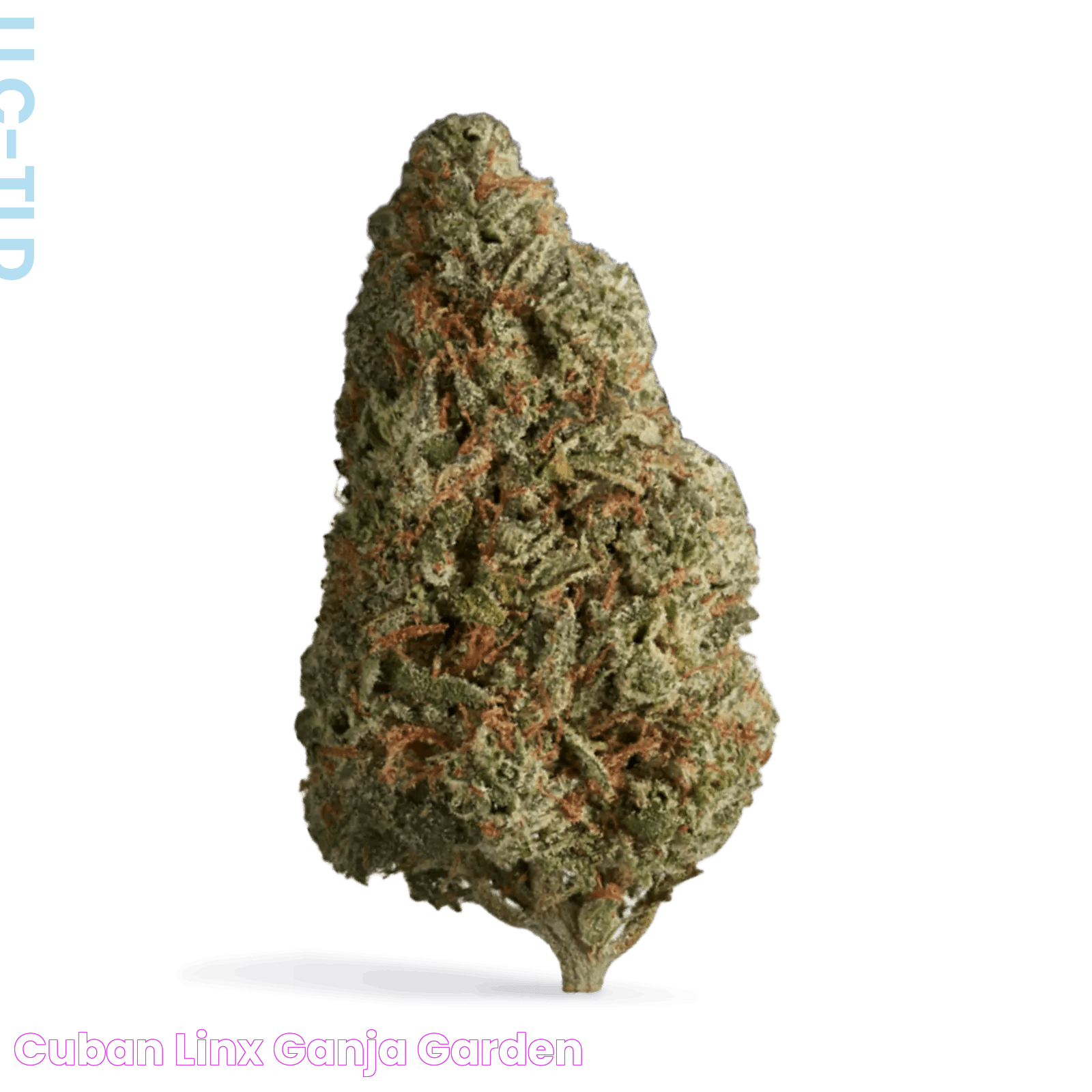 Cuban Linx Ganja Garden