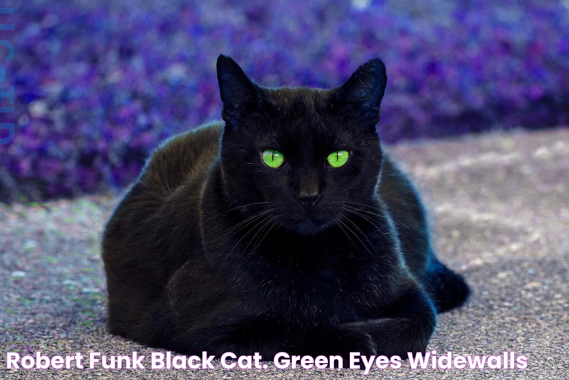 Robert Funk Black Cat. Green Eyes Widewalls