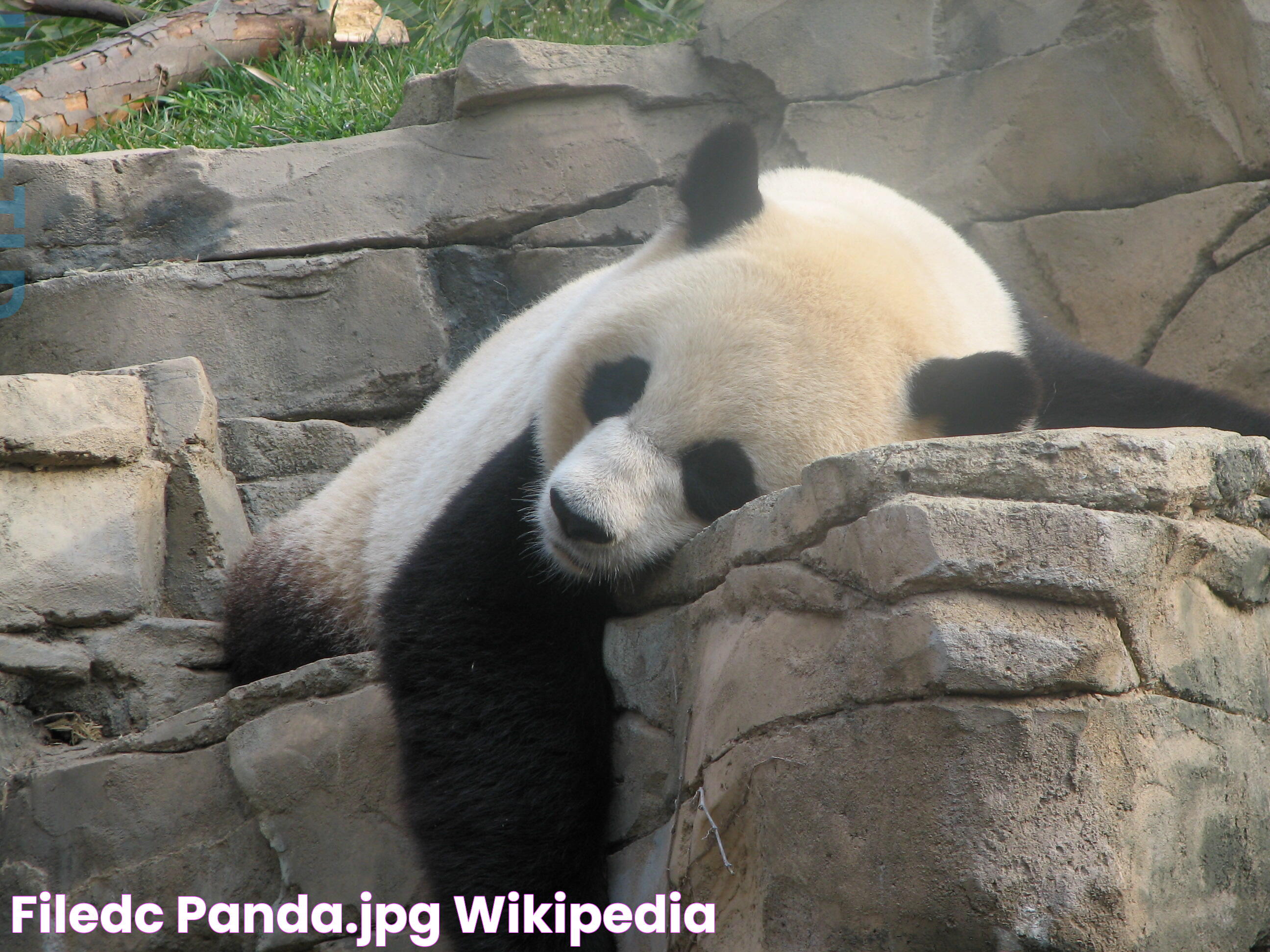 FileDC panda.JPG Wikipedia