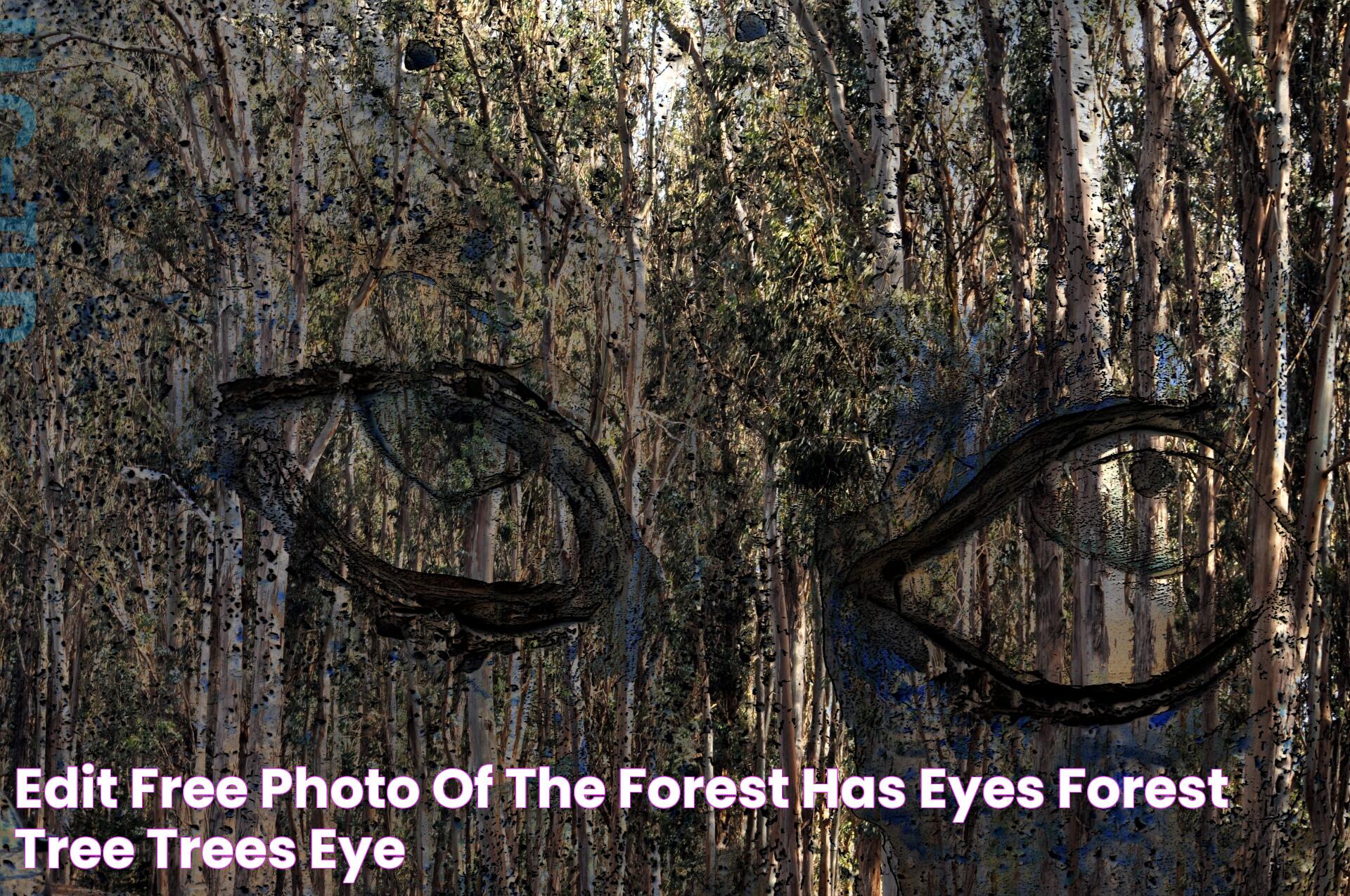 Edit free photo of The forest has eyes,forest,tree,trees,eye