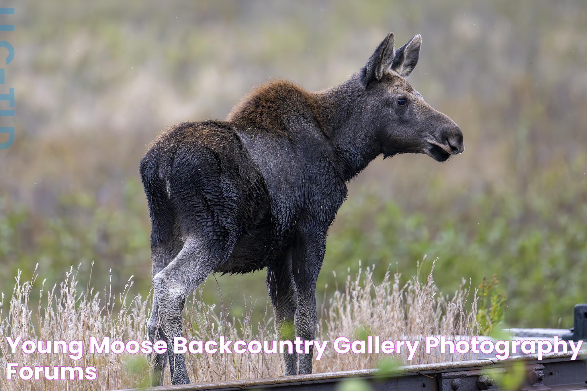 Unveiling The Life Of A Young Moose: Habits, Survival, And Growth