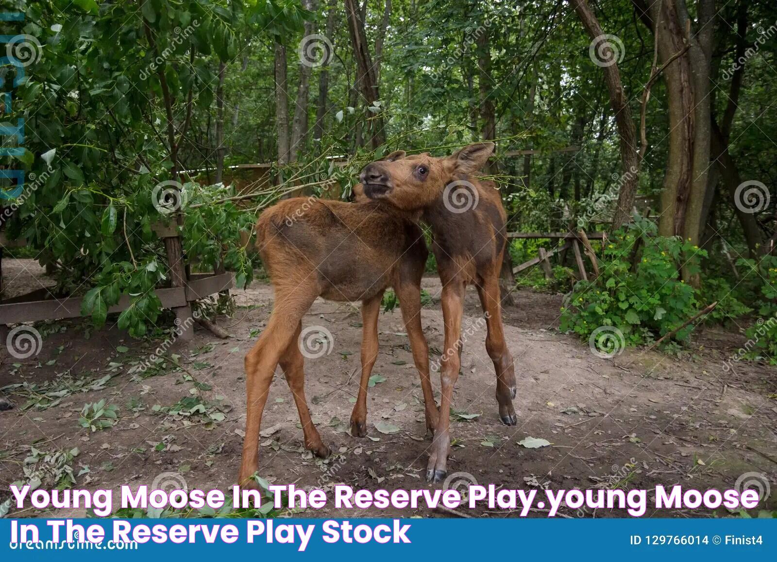 Young Moose in the Reserve Play.Young Moose in the Reserve Play Stock