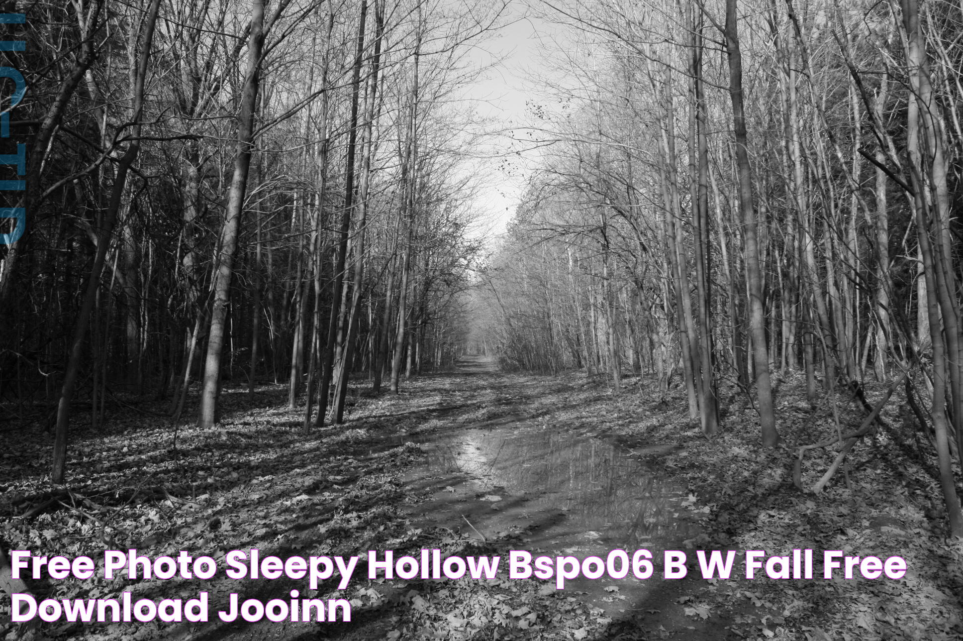 Free photo Sleepy hollow Bspo06, B&w, Fall Free Download Jooinn