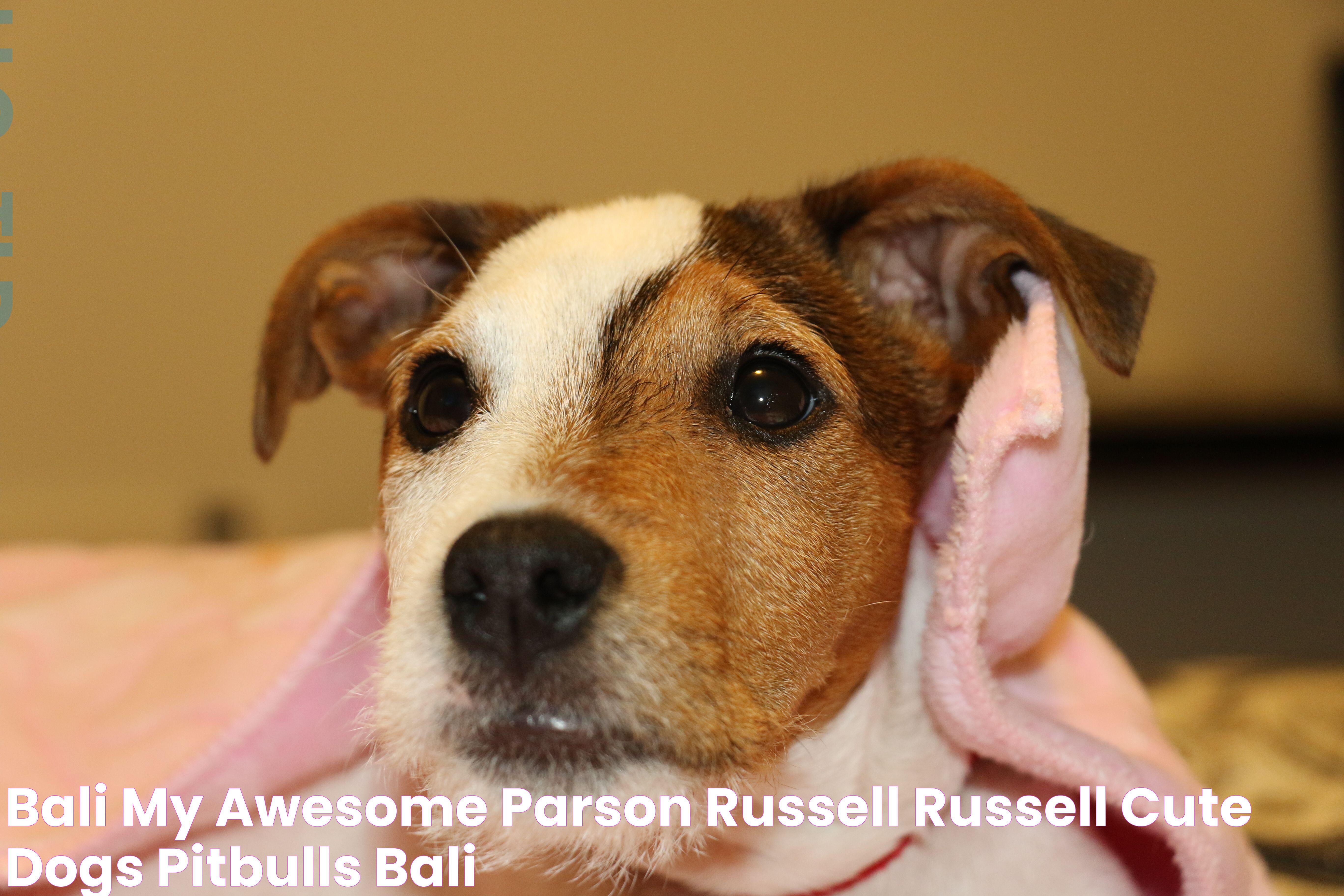 Bali, my awesome Parson Russell! Russell, Cute Dogs, Pitbulls, Bali