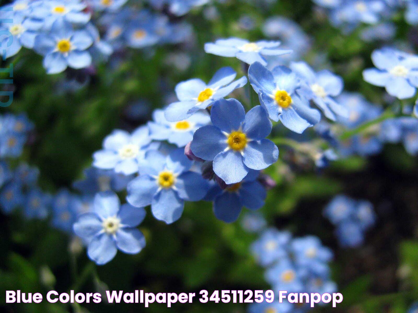 Blue Colors Wallpaper (34511259) Fanpop