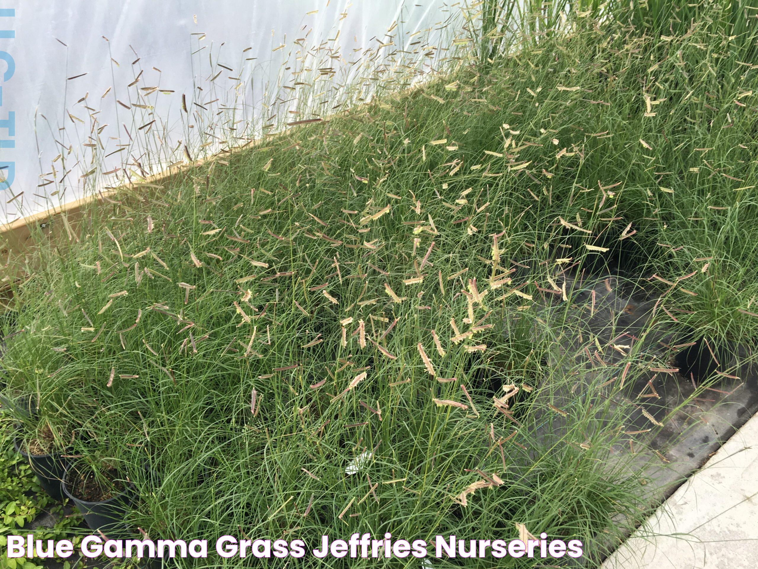 Blue Gamma Grass Jeffries Nurseries